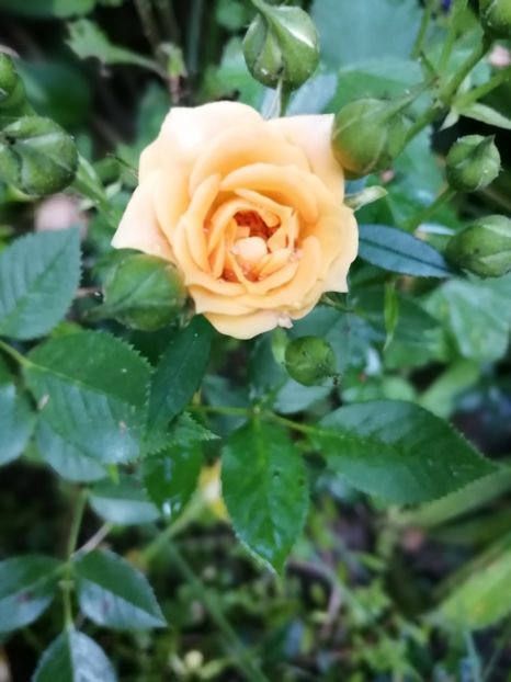  - Trandafiri 2019 II