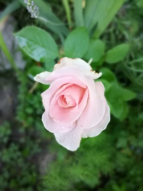  - Trandafiri 2019 II