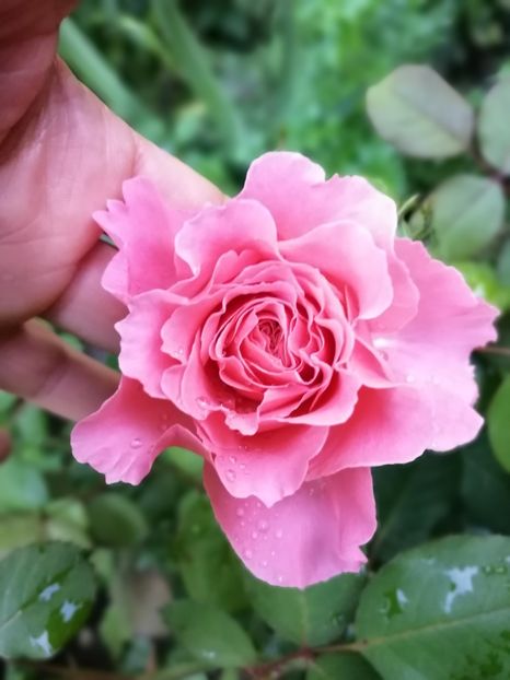  - Trandafiri 2019 II