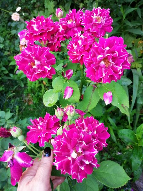  - Trandafiri 2019 II