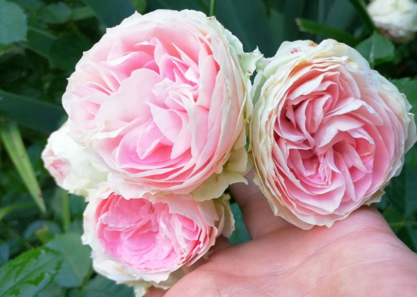  - Trandafiri 2019 II