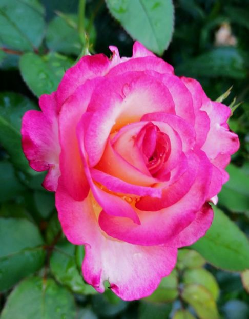  - Trandafiri 2019 II