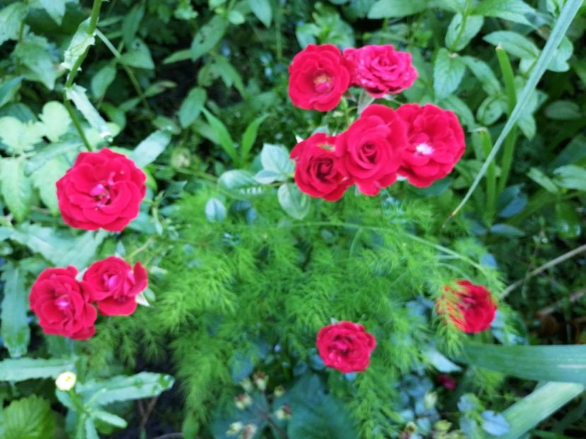  - Trandafiri 2019 II