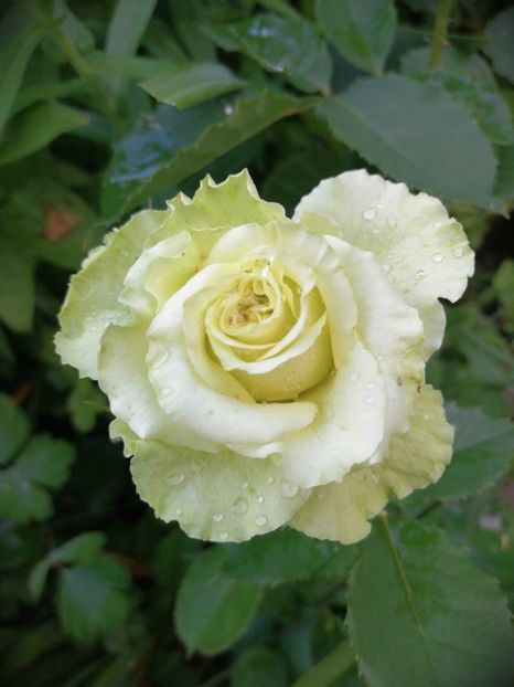  - Trandafiri 2019 II