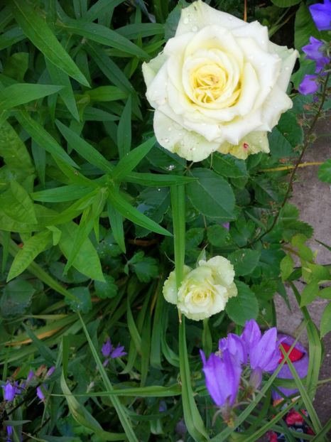  - Trandafiri 2019 II