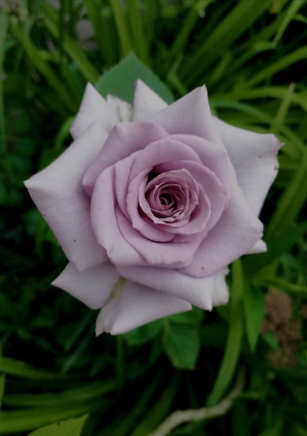  - Trandafiri 2019 II