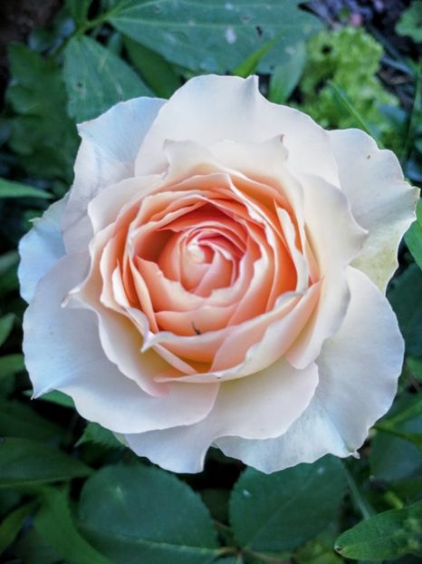  - Trandafiri 2019 II