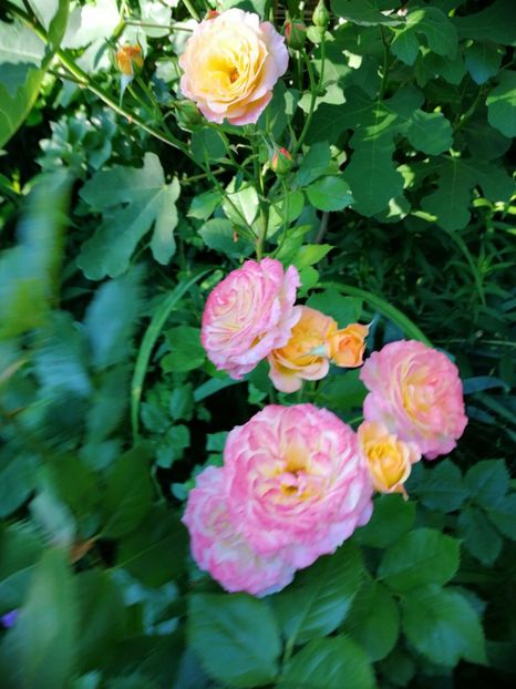  - Trandafiri 2019 II