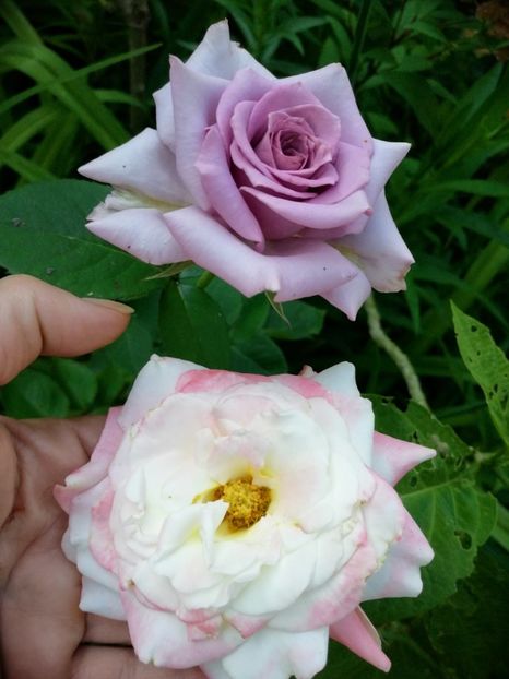  - Trandafiri 2019 II