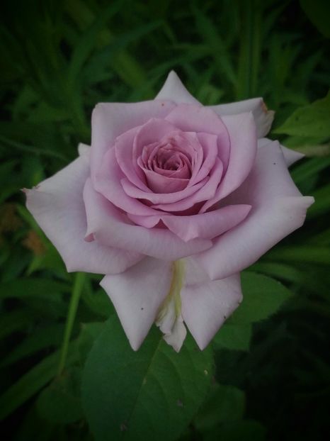  - Trandafiri 2019 II