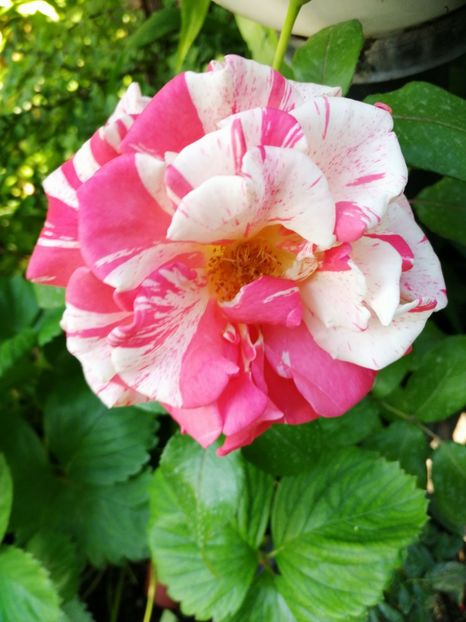  - Trandafiri 2019 II