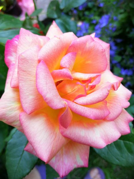  - Trandafiri 2019 II