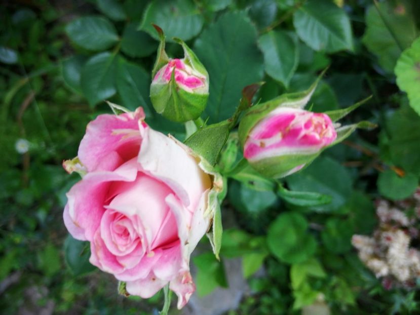  - Trandafiri 2019 II