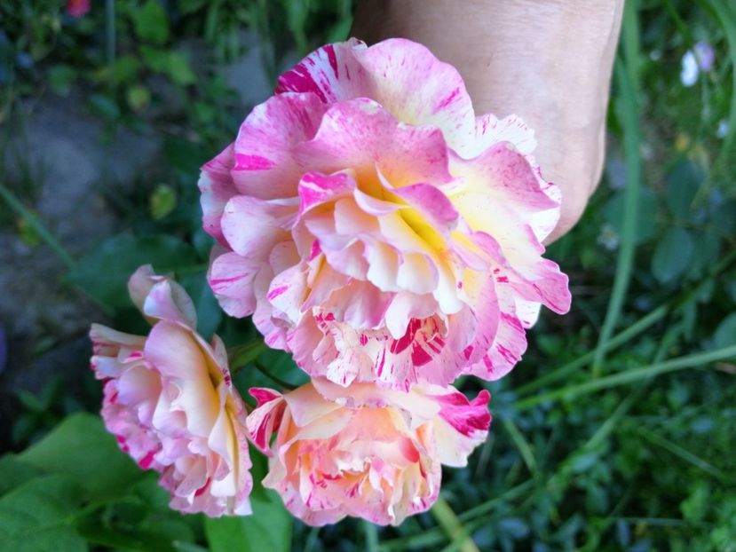  - Trandafiri 2019 II