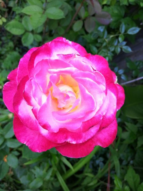  - Trandafiri 2019 II