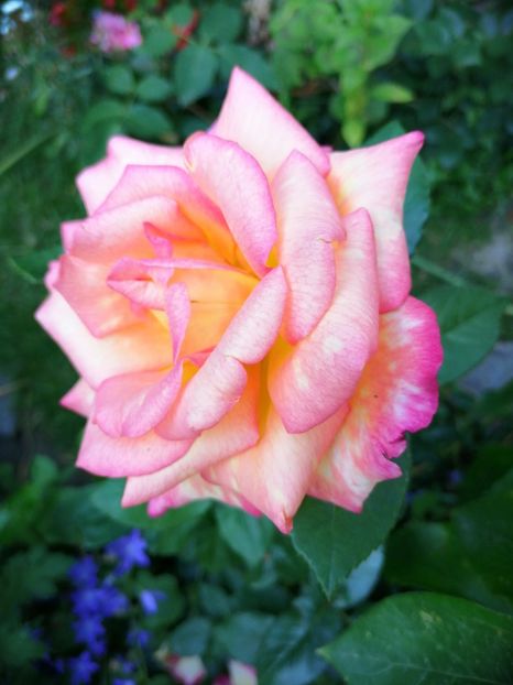  - Trandafiri 2019 II