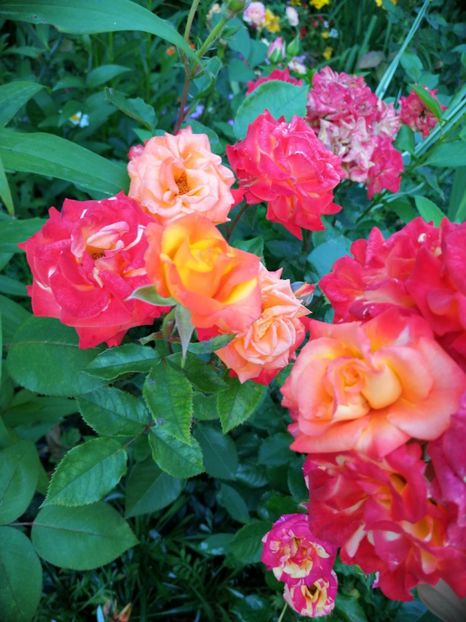  - Trandafiri 2019 II