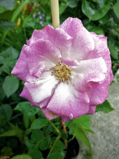  - Trandafiri 2019 II