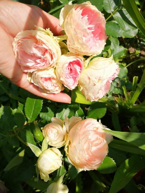  - Trandafiri 2019 II