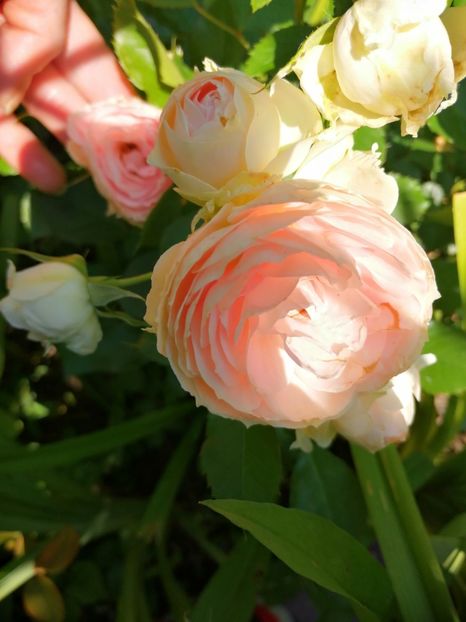  - Trandafiri 2019 II