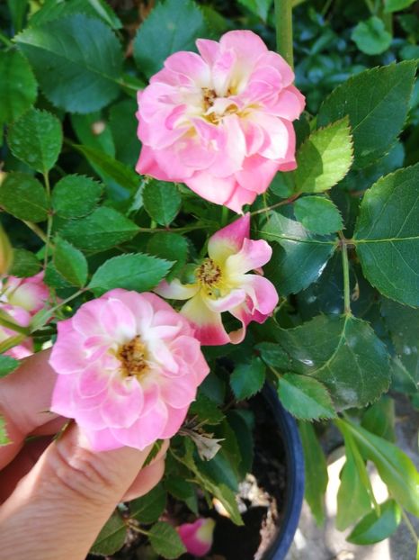  - Trandafiri 2019 II