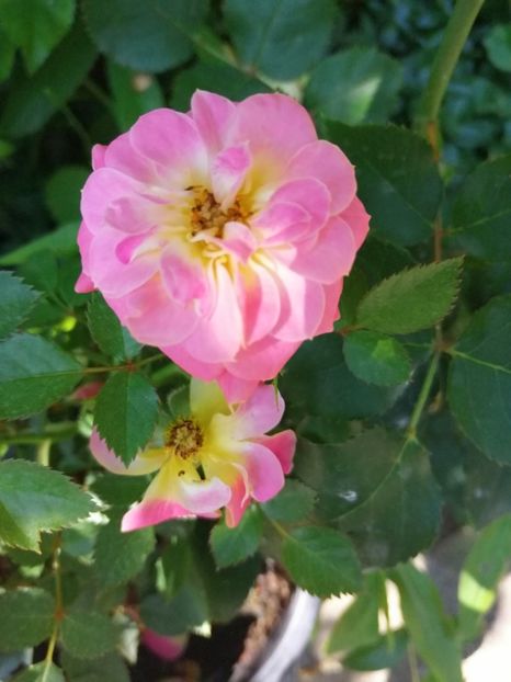  - Trandafiri 2019 II