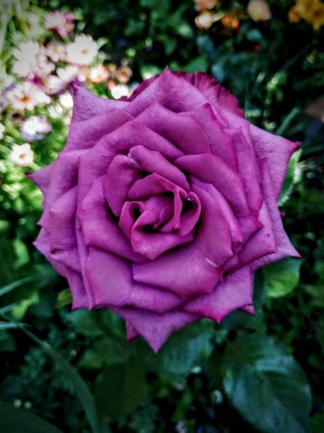  - Trandafiri 2019 II