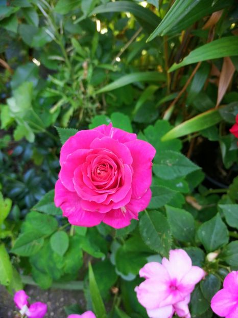  - Trandafiri 2019 II