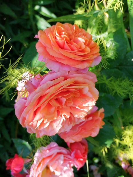  - Trandafiri 2019 II