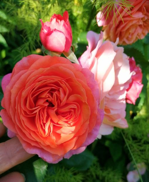  - Trandafiri 2019 II