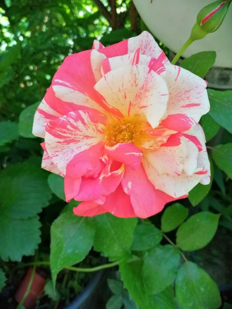  - Trandafiri 2019 II