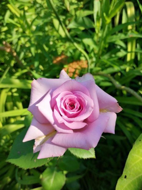  - Trandafiri 2019 II