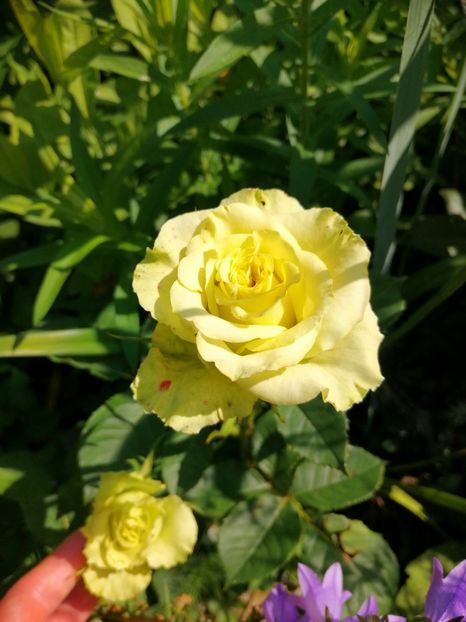  - Trandafiri 2019 II