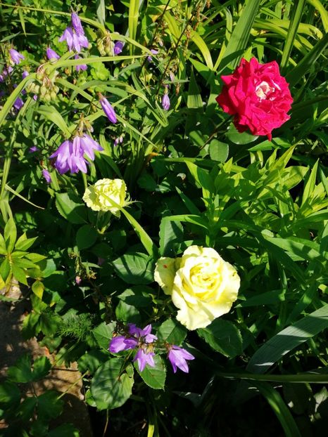  - Trandafiri 2019 II