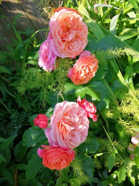  - Trandafiri 2019 II