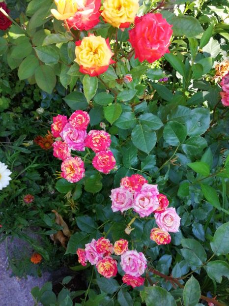  - Trandafiri 2019 II