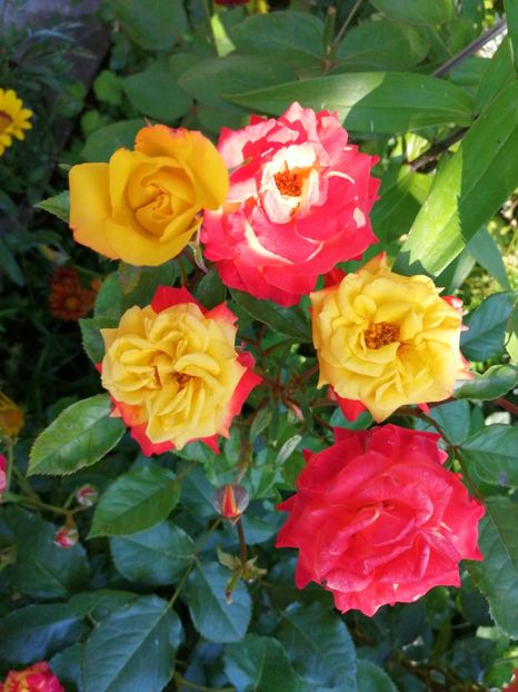  - Trandafiri 2019 II