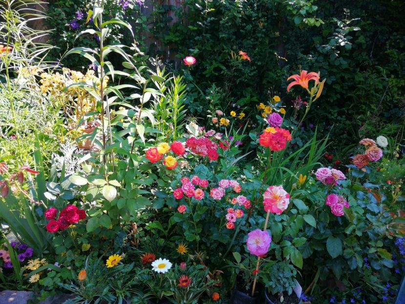  - Trandafiri 2019 II