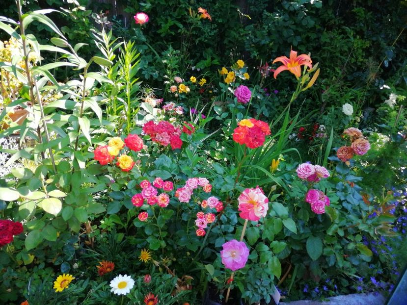  - Trandafiri 2019 II