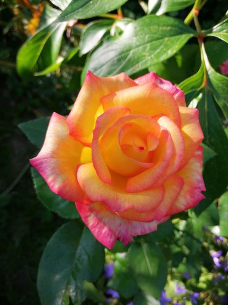  - Trandafiri 2019 II