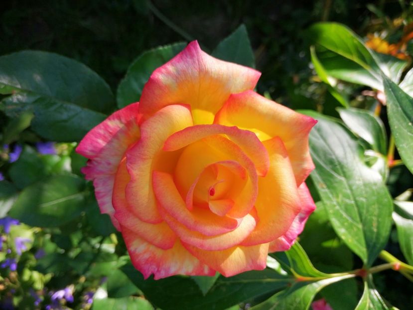  - Trandafiri 2019 II