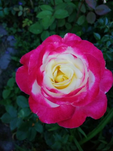  - Trandafiri 2019 II