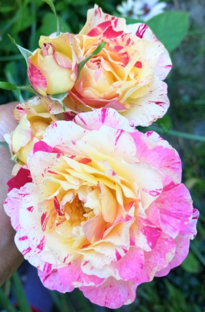  - Trandafiri 2019 II