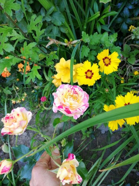  - Trandafiri 2019 II