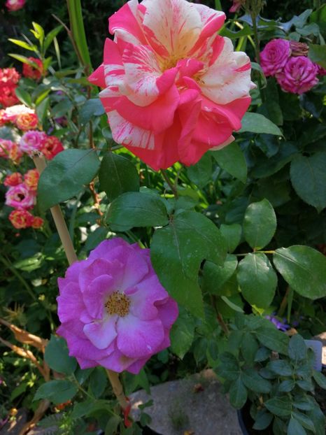  - Trandafiri 2019 II