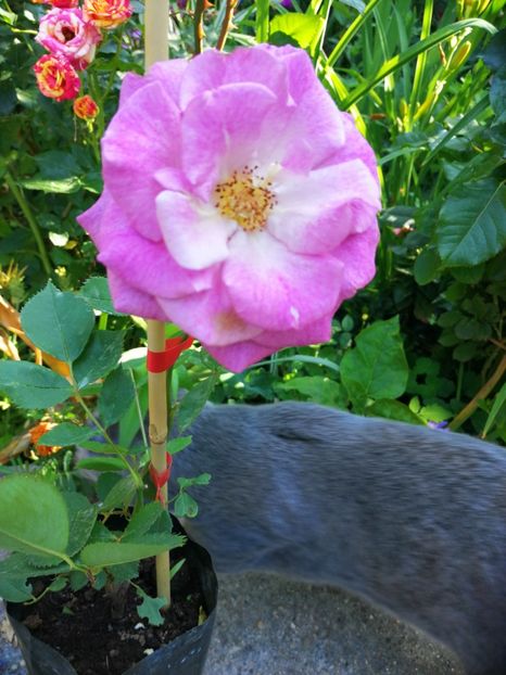  - Trandafiri 2019 II