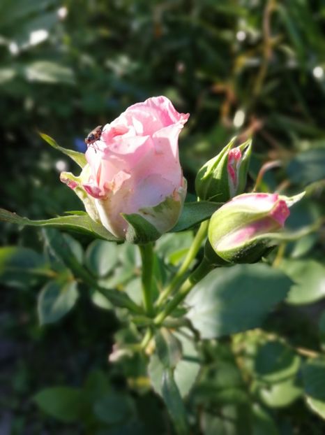  - Trandafiri 2019 II