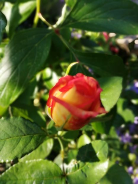  - Trandafiri 2019 II