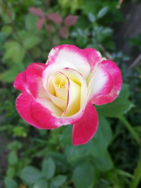  - Trandafiri 2019 II