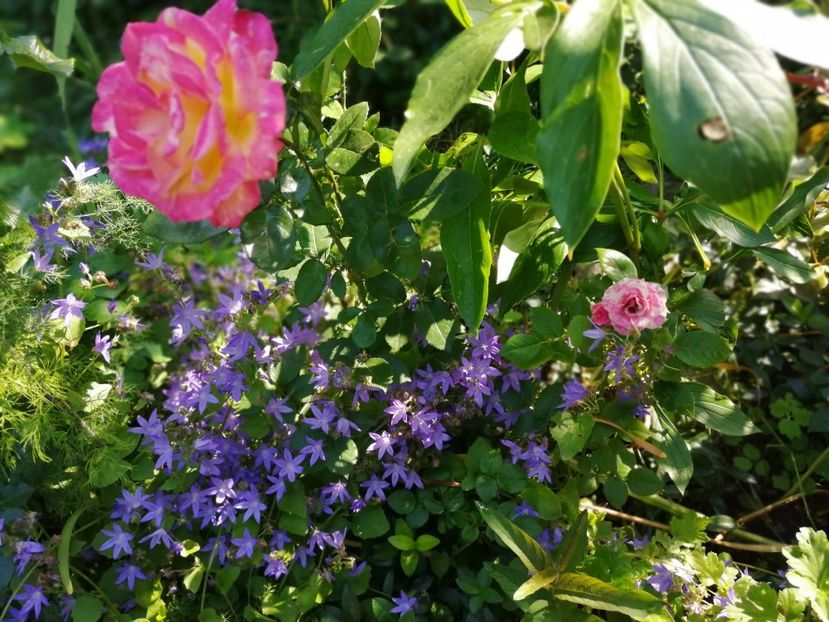  - Trandafiri 2019 II